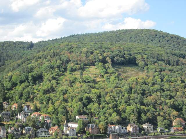 Weinberg am Hang über Heidelberg-Neuenheim