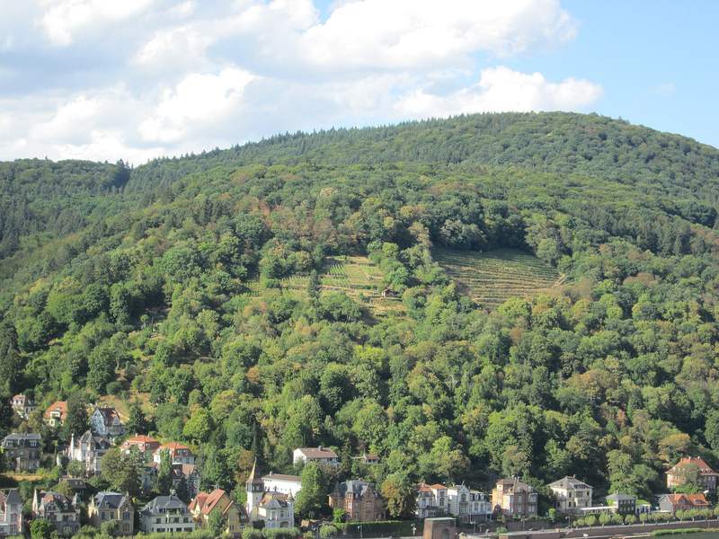 Weinberg am Hang über Heidelberg-Neuenheim
